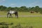 Wild ponies English New Forest Hampshire England UK