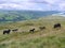 Wild ponies on fell side, Lake District