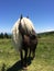 Wild Ponies Of The Grayson Highlands State Park Virginia