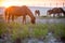 Wild ponies grazing at sunrise at Assateague Island, MD