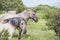 Wild Ponies of the Isle of Anglesey