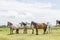 Wild Ponies of the Isle of Anglesey in Wales