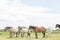 Wild Ponies of the Isle of Anglesey in Wales