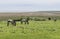 Wild ponies, Konik Polski, near the Suffolk marshes