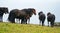 Wild Ponies Looking Out To Sea