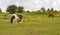 Wild Ponies Near Mount Rogers, Virginia