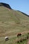 Wild Ponies near Pen-Y-Fan in the Bracon Beacons