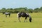 Wild ponies New Forest Hampshire England UK