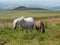 Wild ponies overlooking Brat Tor and Widgery Cross, Dartmoor