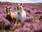 Wild ponies Quantock Hills Somerset