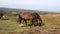 Wild ponies Quantock Hills Somerset England