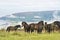 Wild ponies on top of Porlock Hill