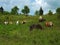 Wild Ponies â€“ Grayson Highlands State Park