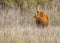 Wild Pony, Assateague Island National Seashore