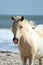 Wild pony at Assateague National Seashore