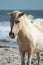 Wild pony at Assateague National Seashore