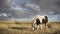 A wild pony grazes on Bodmin Moor