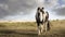 A wild pony grazes on Bodmin Moor