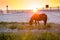 A wild pony grazing at sunrise at Assateague Island, MD