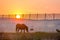 A wild pony at sunrise at Assateague Island, MD