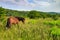 Wild Pony VA Grayson Highlands State Park