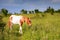 Wild Pony VA Grayson Highlands State Park