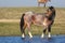 Wild pony  is watchig in watering place