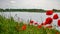 Wild poppies on the bank of the Vistula river, Poland.