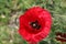 Wild poppies and daisies and other wild flowers along reoadside in the Netherlands