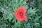 Wild poppies and daisies and other wild flowers along reoadside in the Netherlands