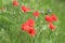 Wild poppies and daisies and other wild flowers along reoadside in the Netherlands