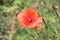 Wild poppies and daisies and other wild flowers along reoadside in the Netherlands