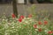 Wild poppies and daisies and other wild flowers along roadside in the Netherlands