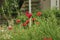 Wild poppies and daisies and other wild flowers along roadside in the Netherlands