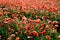 Wild poppies field