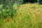 Wild Poppies in a Field in Tuscany