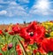 Wild poppies flowers