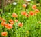 Wild poppies growing