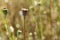 Wild poppies heads