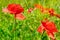 Wild poppies,herbaceous plant with showy flowers