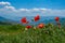 Wild poppies in the mountains of Armenia