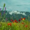 Wild poppies in the mountains of Armenia