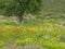 Wild poppies and olive tree, Greece