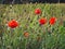 Wild Poppies and seed heads