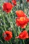 Wild poppies and snails