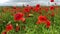 Wild poppy field, beautiful summer rural landscape. Blooming bright red flowers