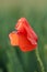 A wild poppy flower in a cultivated field of wheat during an impressive golden hour