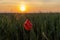 A wild poppy flower in a cultivated field of wheat during an impressive golden hour