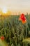 A wild poppy flower in a cultivated field of wheat during an impressive golden hour