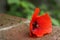 Wild poppy flower in focus with simple green background ,macro imagine ,open space for messages